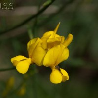 Spanish Broom